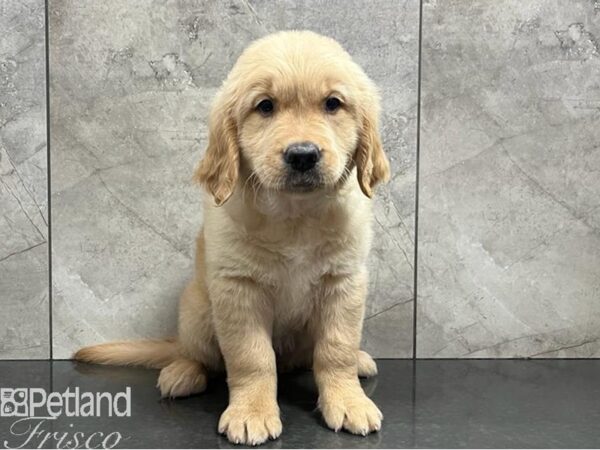 Golden Retriever Dog Female Golden 30415 Petland Frisco, Texas