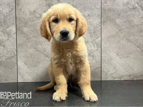 Golden Retriever Dog Male Golden 30412 Petland Frisco, Texas