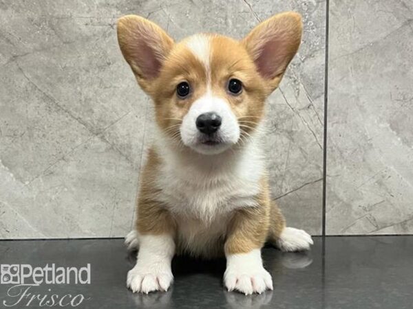Pembroke Welsh Corgi-Dog-Male-Red / White-30410-Petland Frisco & Mckinney, Texas