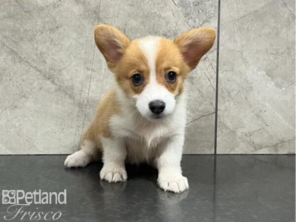 Pembroke Welsh Corgi Dog Female Red / White 30409 Petland Frisco, Texas