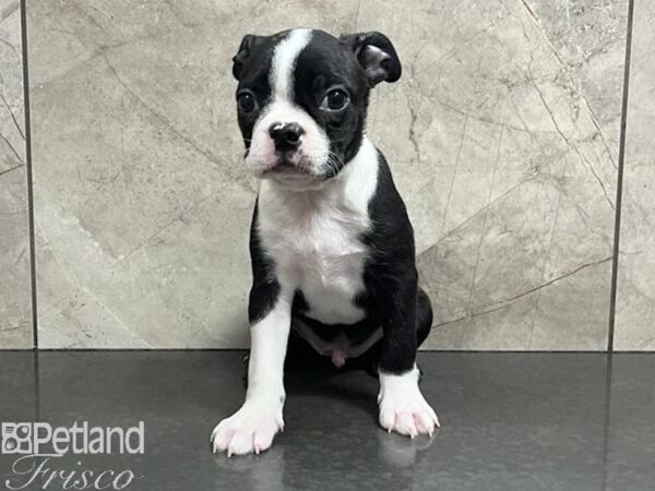 Boston Terrier Dog Male Black / White 30408 Petland Frisco, Texas