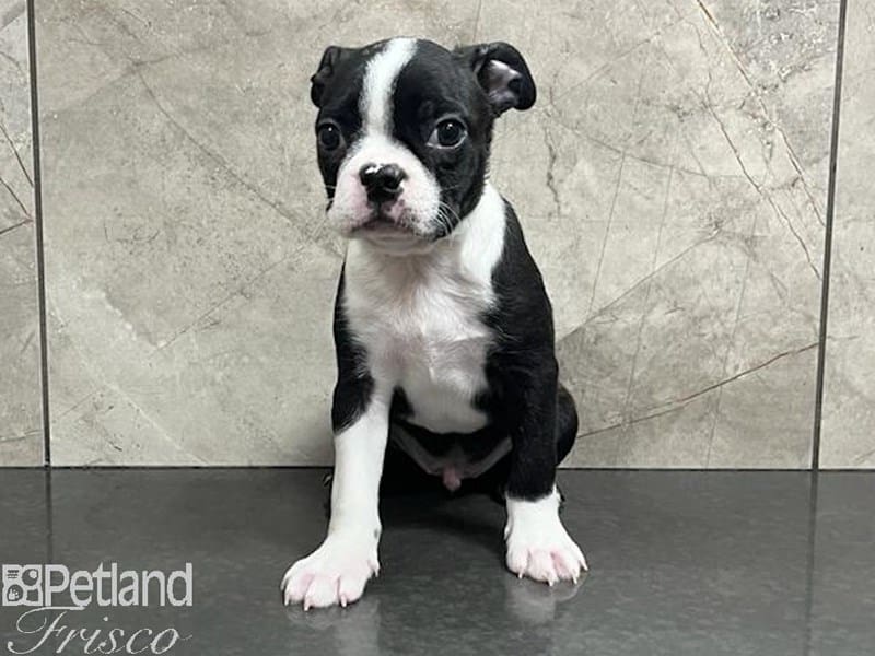 Boston Terrier-Dog-Male-Black / White-3790732-Petland Frisco, Texas