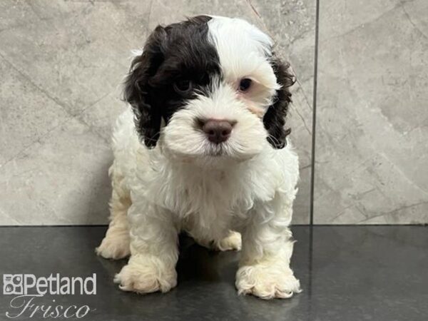Cock A Poo-Dog-Male-Chocolate-30407-Petland Frisco & Mckinney, Texas