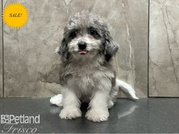 Poovanese-Dog-Female-Merle and White-30344-Petland Frisco, Texas