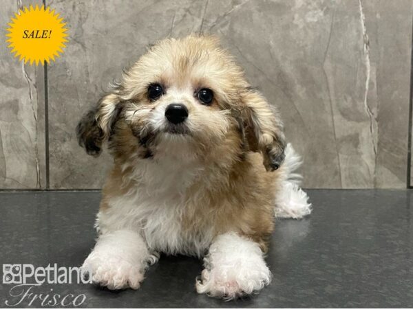 Poovanese Dog Female Sable and White 30345 Petland Frisco, Texas