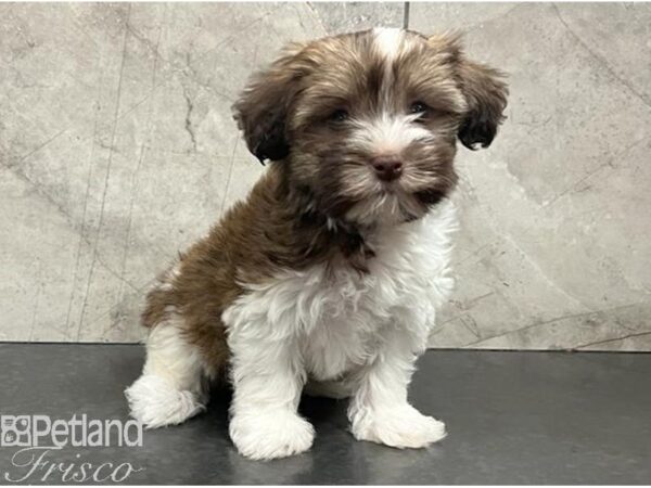 Havanese-Dog-Female-White and Sable-30427-Petland Frisco & Mckinney, Texas