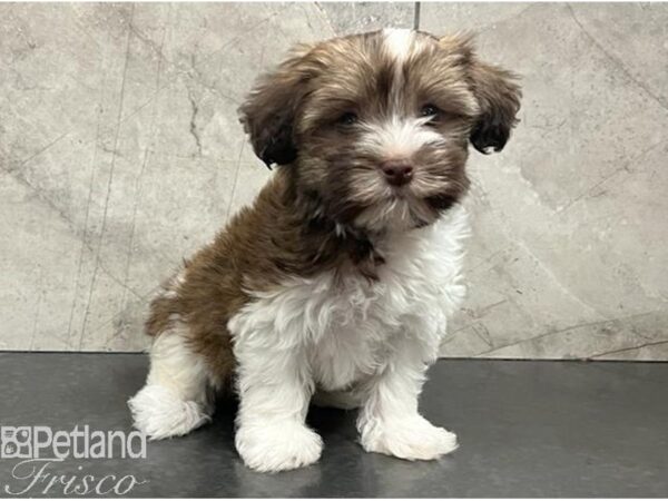 Havanese Dog Female White and Sable 30427 Petland Frisco, Texas