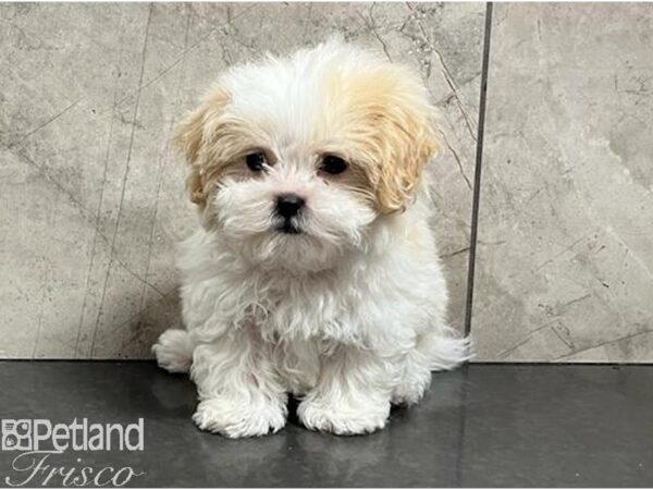 Shih-Poo-Dog-Male-Cream and White-30426-Petland Frisco & Mckinney, Texas