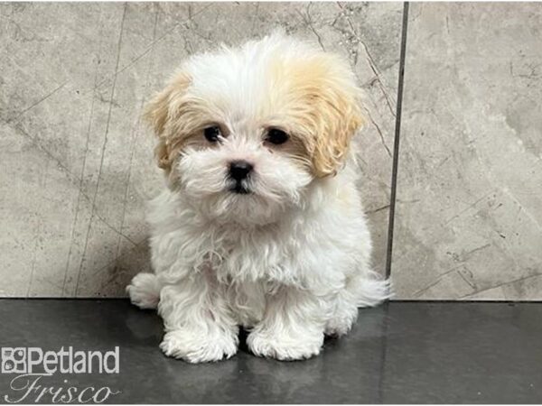 Shih-Poo Dog Male Cream and White 30426 Petland Frisco, Texas