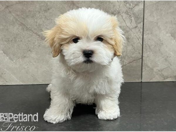 Shih-Poo Dog Male Cream and White 30425 Petland Frisco, Texas