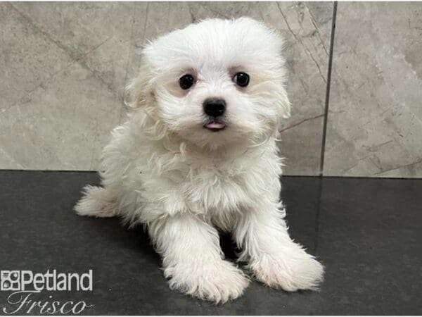 [#30424] White Male Maltese Puppies For Sale