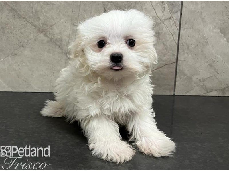 Maltese-Dog-Male-White-3796623-Petland Frisco, Texas
