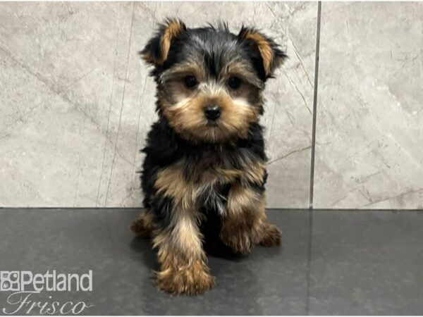 Yorkshire Terrier Dog Male Black / White 30423 Petland Frisco, Texas