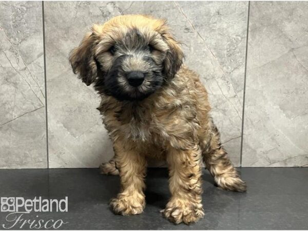 Whoodle Mini-Dog-Male-Wheaten-30422-Petland Frisco, Texas