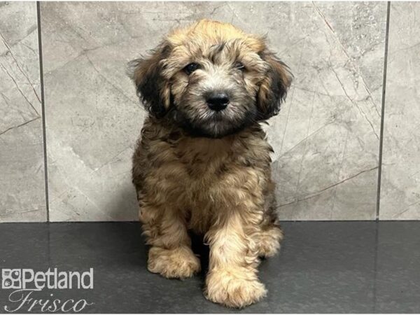 Whoodle Mini Dog Female Wheaten 30421 Petland Frisco, Texas