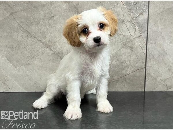 Cavachon-Dog-Female-Blenheim-30447-Petland Frisco, Texas