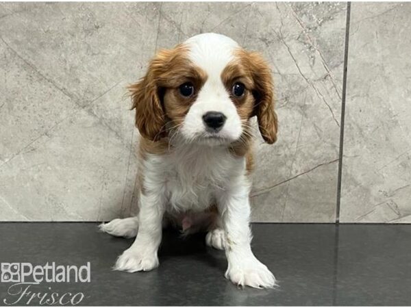 Cavalier King Charles Spaniel-Dog-Male-Blenheim-30446-Petland Frisco & Mckinney, Texas