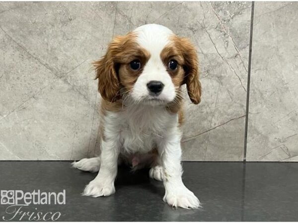 Cavalier King Charles Spaniel Dog Male Blenheim 30446 Petland Frisco, Texas