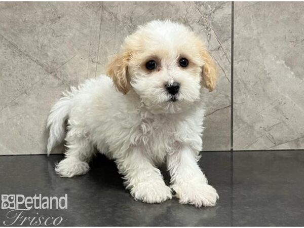 Poochon Dog Female Brown / White 30445 Petland Frisco, Texas