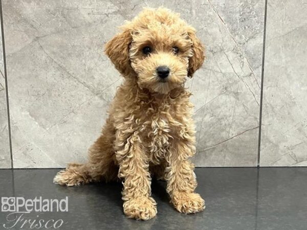 Poochon-Dog-Female-Cream-30439-Petland Frisco, Texas