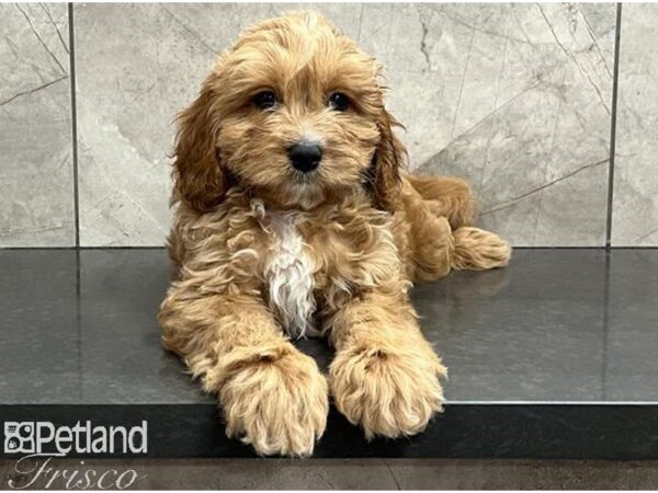 Cavapoo Dog Male Red 30444 Petland Frisco, Texas