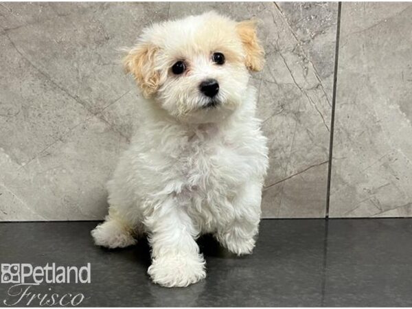 Poochon Dog Male Brown / White 30443 Petland Frisco, Texas