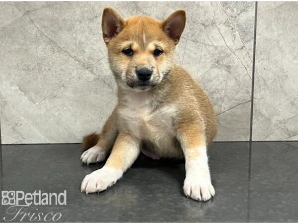 Shiba Inu-Dog-Male-Red-30442-Petland Frisco & Mckinney, Texas