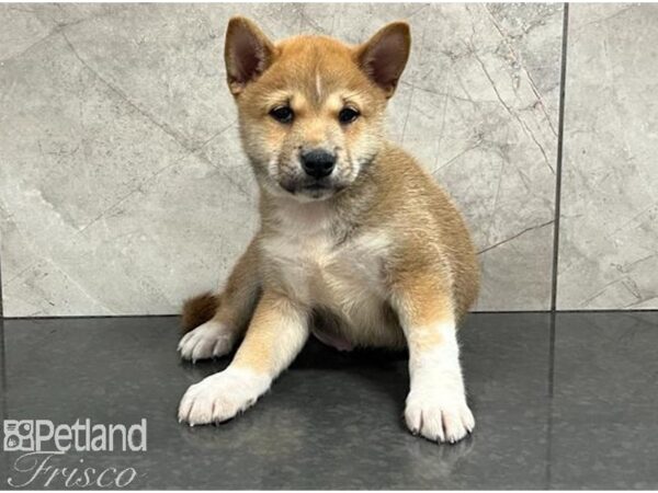 Shiba Inu Dog Male Red 30442 Petland Frisco, Texas