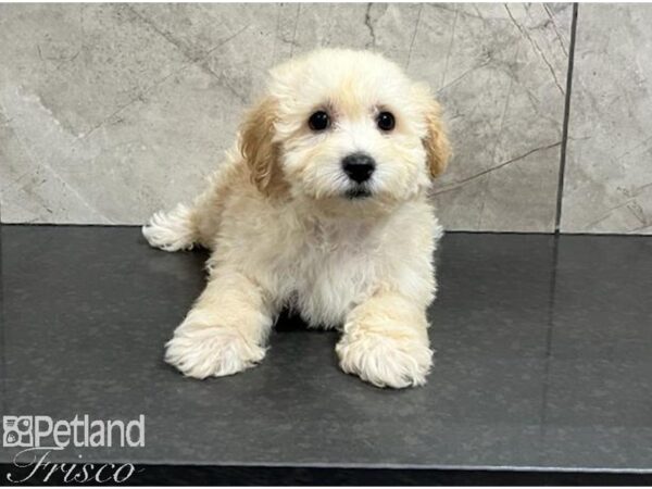 Poochon Dog Female Red 30441 Petland Frisco, Texas