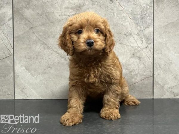 Cavapoo Dog Female Red 30440 Petland Frisco, Texas