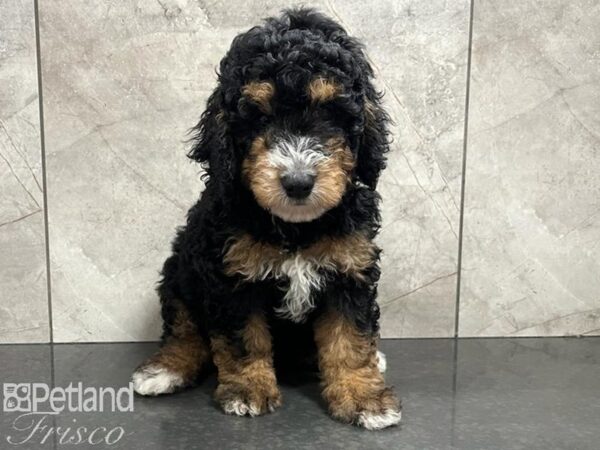 Bernedoodle Mini 2nd Gen Dog Male Tri-Colored 30438 Petland Frisco, Texas