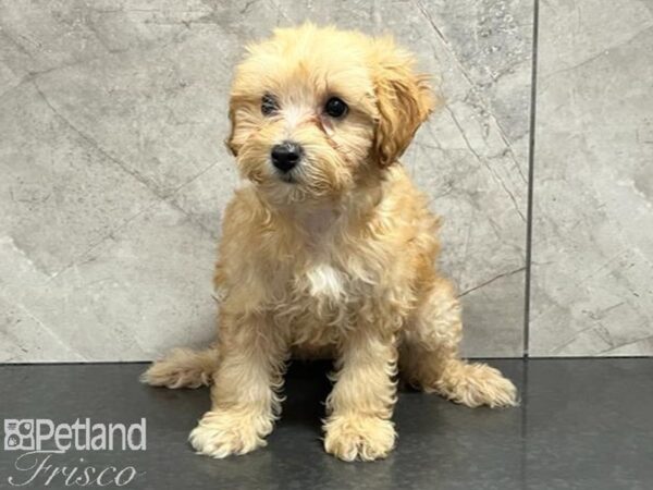 Poochon Dog Female Cream 30437 Petland Frisco, Texas