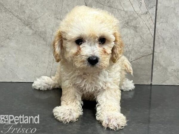 Malshipoo-Dog-Female-Tan / White-30435-Petland Frisco & Mckinney, Texas