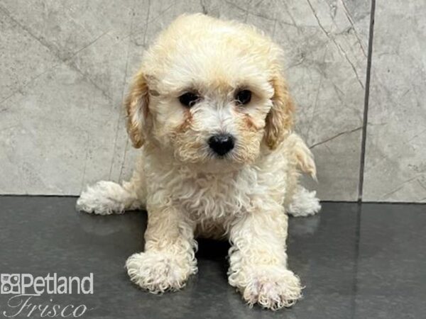 Malshipoo Dog Female Tan / White 30435 Petland Frisco, Texas