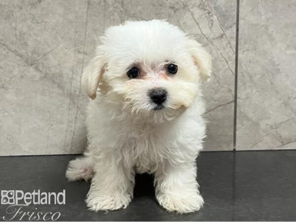 Maltechon-Dog-Female-White-30434-Petland Frisco & Mckinney, Texas