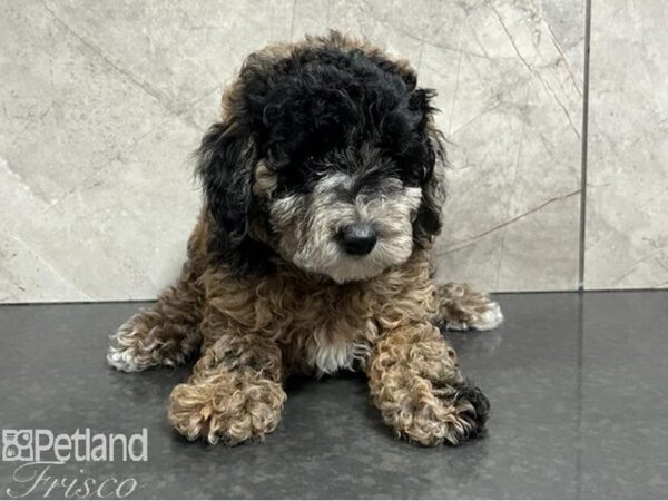 Poodle Mini Dog Female Red Merle 30432 Petland Frisco, Texas