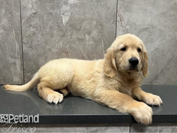 Golden Retriever-Dog-Male-Gold-30431-Petland Frisco, Texas