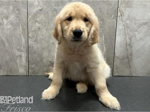 Golden Retriever Dog Male Gold 30430 Petland Frisco, Texas