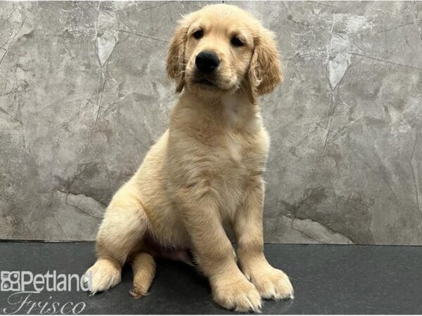 Golden Retriever Dog Male Gold 30429 Petland Frisco, Texas