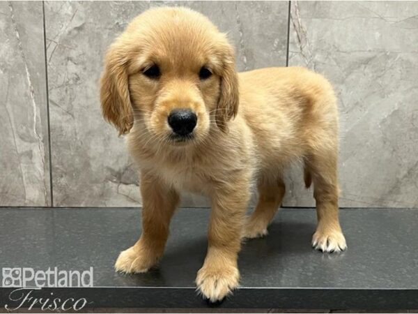 Golden Retriever Dog Female Gold 30428 Petland Frisco, Texas