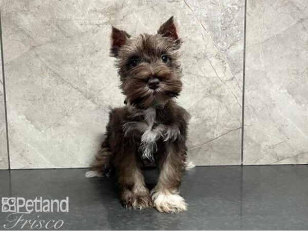 Miniature Schnauzer-Dog-Female-Liver Pepper-30420-Petland Frisco, Texas