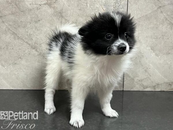 Pomeranian Dog Female Black / White 30476 Petland Frisco, Texas