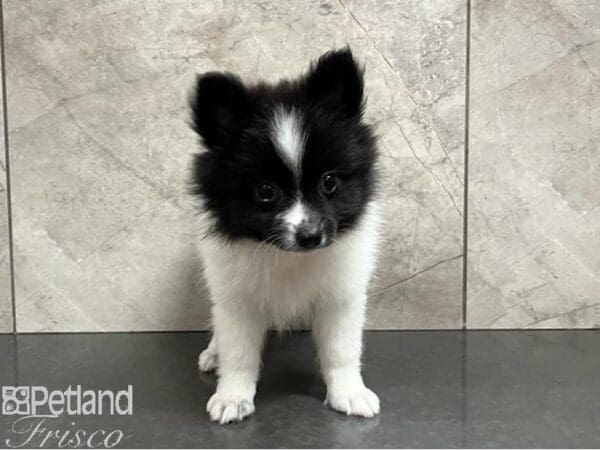 Pomeranian-Dog-Female-Black / White-30475-Petland Frisco, Texas