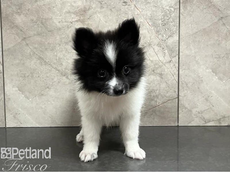 Pomeranian-Dog-Female-Black / White-3805964-Petland Frisco, Texas