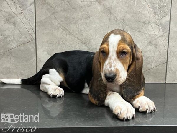 Basset Hound Dog Female Black White / Brown 30474 Petland Frisco, Texas