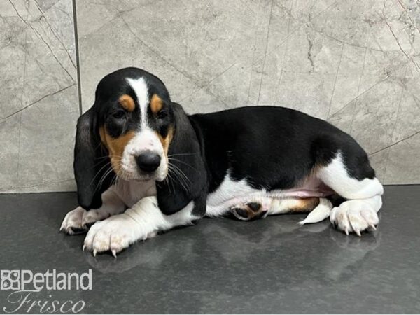 Basset Hound Dog Female Black White / Brown 30473 Petland Frisco, Texas