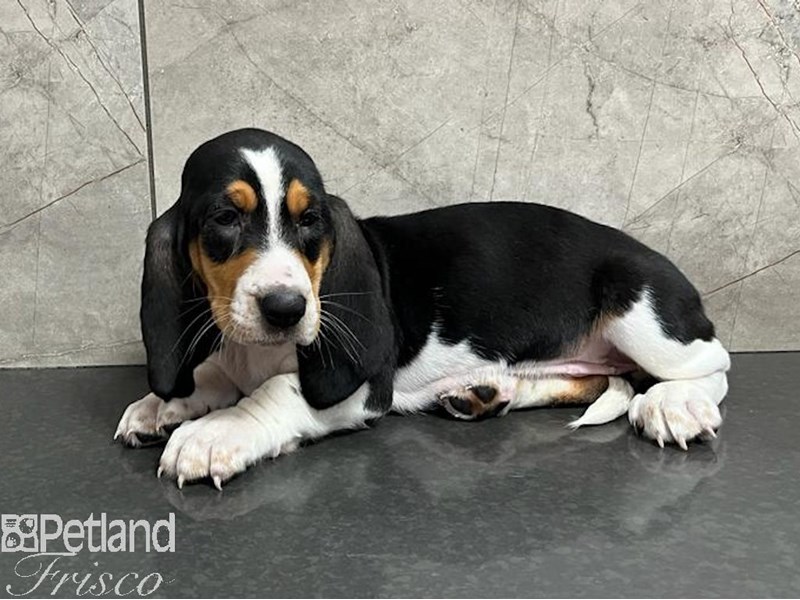 Basset Hound Dog Female Black White / Brown 30473