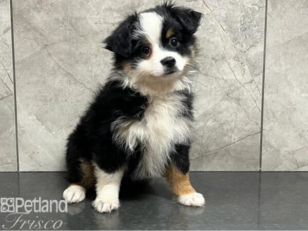 Miniature Australian Shepherd Dog Female Black Tan / White 30471 Petland Frisco, Texas