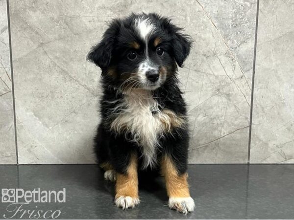Miniature Australian Shepherd-Dog-Female-Black Tan / White-30470-Petland Frisco & Mckinney, Texas