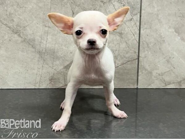 Chihuahua Dog Female White 30469 Petland Frisco, Texas